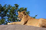 TANZANIA - Serengeti National Park - Leonessa su Kopjies - 16